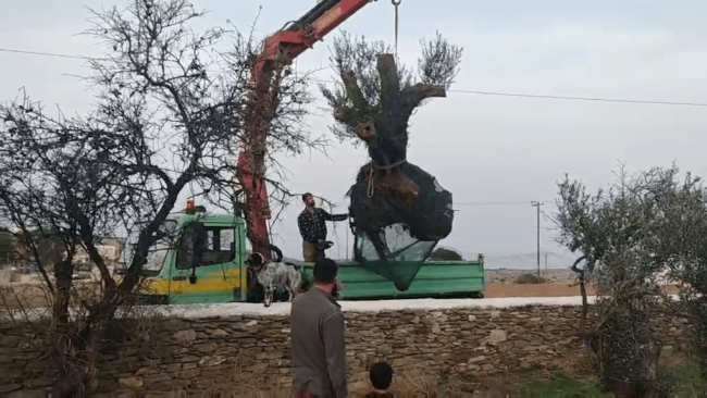 Σχοινούσα ΕΡΓΟΣΕ 2